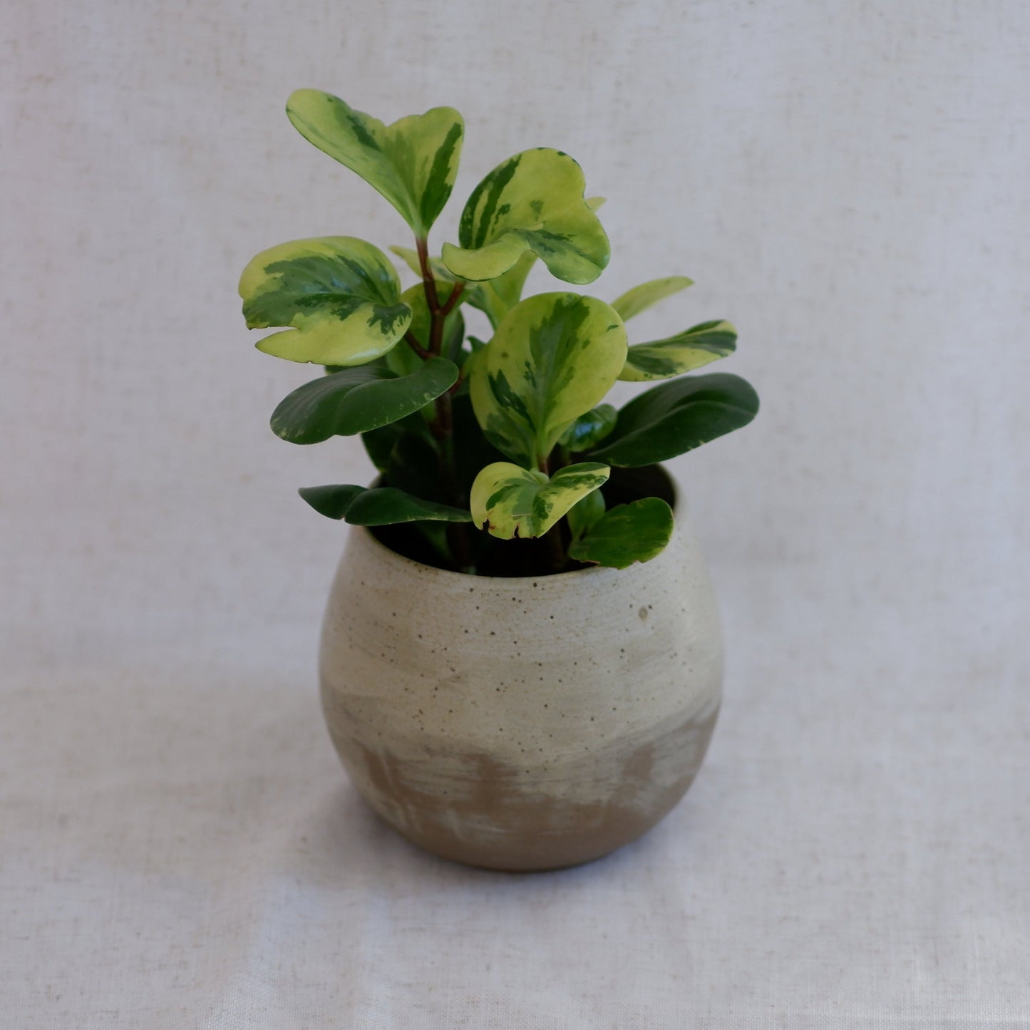 Painterly Plant Pot Cover