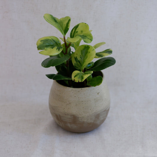 Painterly Plant Pot Cover